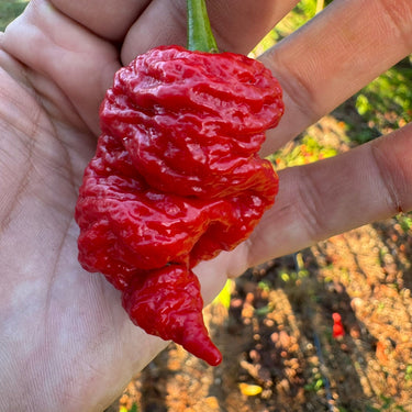 Death Spiral x Primotalii - Seeds - The Pepper Pantry (Formerly Marie Sharp's)
